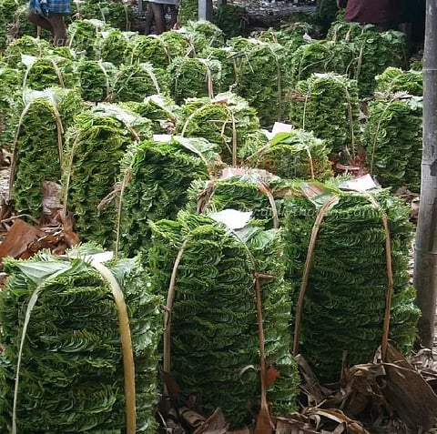 வெற்றிலை விலை உயர்வு