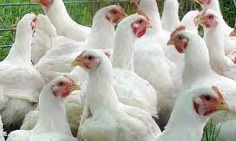 மயிலாடுதுறையில் கறிக்கோழி, முட்டை விலை