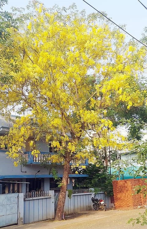 பூத்துக்குலுங்கும் சரக்கொன்றை பூக்கள்