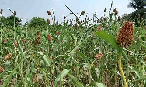 அறுவடைக்கு தயாரான சோளப்பயிர்