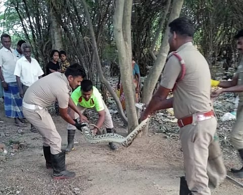 குடியிருப்பு பகுதியில் புகுந்த மலைப்பாம்பு பிடிபட்டது