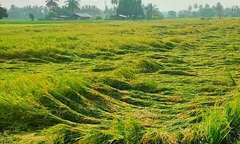 மழையால் நெற்பயிர்கள் சாய்ந்தன