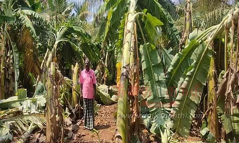 டி.என்.பாளையம் அருகேசூறாவளிக்காற்றுடன் மழை; 300 வாழைகள் முறிந்து சேதம்