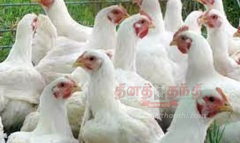 மயிலாடுதுறையில் கறிக்கோழி விலை நிலவரம்