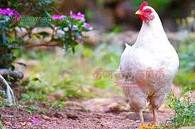 மயிலாடுதுறையில் கறிக்கோழி விலை நிலவரம்