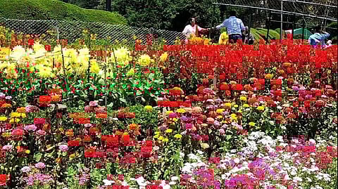 கொடைக்கானலில் கோடை விழா, மலர் கண்காட்சி