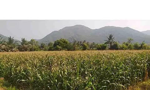 மக்காச்சோள பயிர்கள்