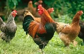 50 சதவீத மானியத்தில்250 நாட்டுக்கோழி குஞ்சுகள் வழங்கும் திட்டம்