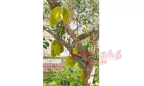 காய்த்து தொங்கும் பலாப்பழங்கள்