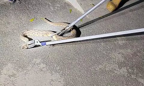 வீட்டிற்குள் புகுந்த பாம்பு