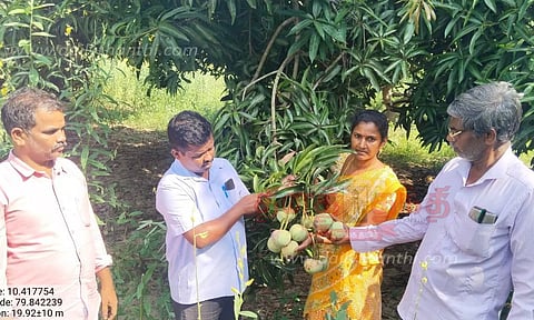 வேதாரண்யத்தில், பூச்சி தாக்கிய மாமரங்களை தோட்டக்கலை துறையினர் ஆய்வு