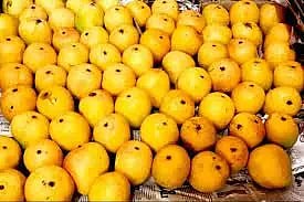 மைசூரு குப்பண்ணா பூங்காவில் மா, பலாப்பழ கண்காட்சி-ஹரீஷ்கவுடா எம்.எல்.ஏ. தொடங்கி வைத்தார்