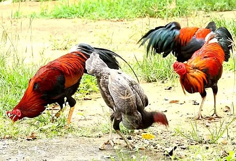 நாமக்கல்லில் நாட்டுக்கோழி வளர்ப்பில் மூலிகை மருத்துவ பயிற்சி