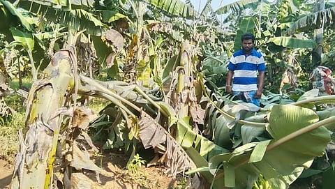சோளப்பயிர், வாழைகள் சாய்ந்தன