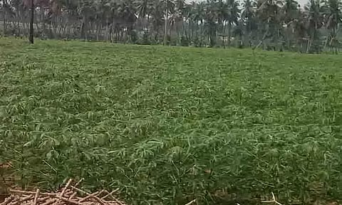 செழித்து வளர்ந்துள்ள மரவள்ளி செடி