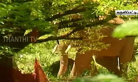 தேனி: சுருளிப்பட்டி கிராமத்தில் 'அரிக்கொம்பன்' நடமாட்டம் - விளைநிலங்களுக்கு செல்ல விவசாயிகளுக்கு அனுமதி மறுப்பு