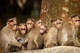 குரங்குகள் தொல்லை