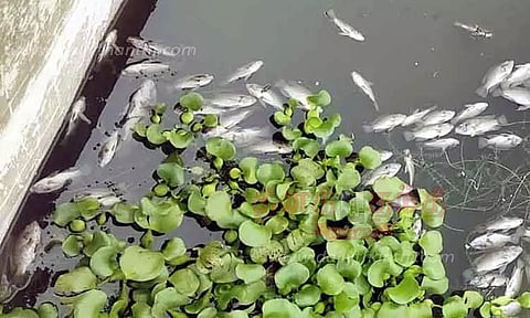 ஈரோடு கனிராவுத்தர் குளத்தில் மீண்டும் செத்து மிதந்த மீன்கள்தண்ணீர் மாதிரியை அதிகாரிகள் ஆய்வுக்கு எடுத்து சென்றனர்