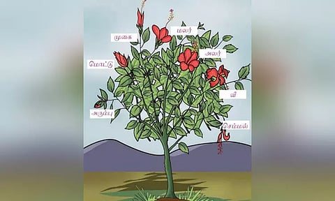 பூக்களின் 7 பருவங்கள்