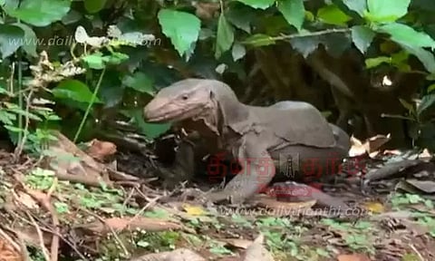 கூடலூருக்குள் புகுந்த உடும்பு