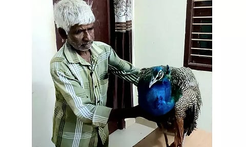 காயத்துடன் கிடந்த மயிலுக்கு வனத்துறையினர் சிகிச்சை