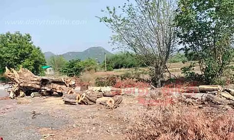 சாலைக்கு இடையூறாக இருந்த மரம் அகற்றம்