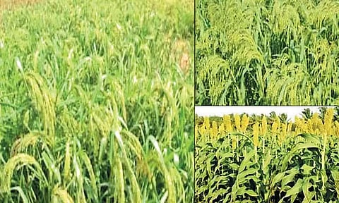 தமிழ்நாட்டில் அதிகரித்து வரும் சிறுதானியங்கள் சாகுபடி