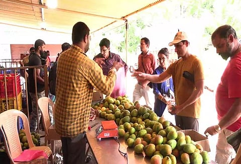 லால்பாக்கில் மாம்பழ கண்காட்சி தொடங்கியது