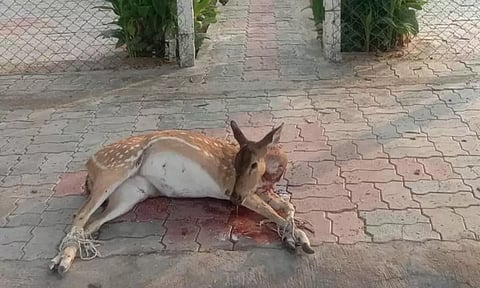 நாய் கடித்து குதறியதில் புள்ளிமான் சாவு