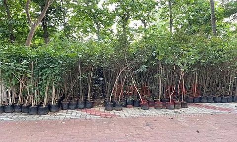 12,500 சோலை மரக்கன்றுகள் நட திட்டம்