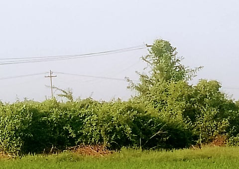 மின்கம்பத்தில் படர்ந்த செடிகள்