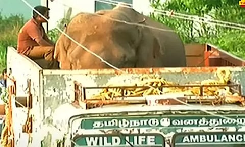 பிடிபட்டது 'அரிக்கொம்பன்' யானை..!!