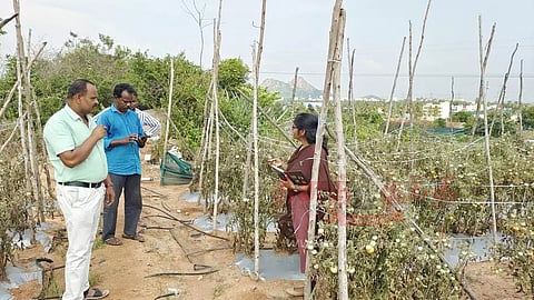 சூளகிரி பகுதியில்தக்காளி தோட்டங்களில் உதவி இயக்குனர் ஆய்வு