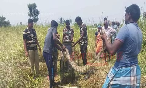 குருவரெட்டியூர் பகுதியில் 15 அடி நீள மலைப்பாம்பு பிடிபட்டது