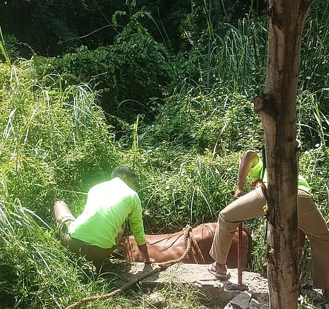 வாய்க்காலுக்குள் விழுந்த பசுமாடு உயிருடன் மீட்பு