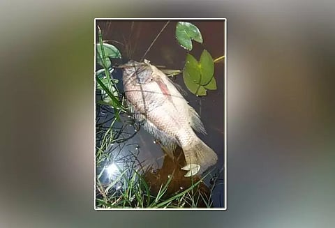 ஏரியில் செத்து மிதந்த மீன்கள்