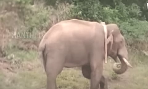 அமைதி நிலைக்கு மாறிய அரிக்கொம்பன்.. ஸ்டைலாக புல்லை கழுவி சாப்பிடும் காட்சிகள்.!