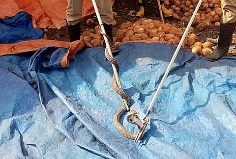 தேங்காய் குடோனுக்குள் புகுந்த பாம்பு