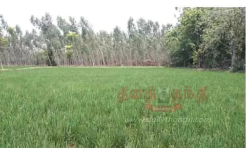 பசுமையாக காட்சியளிக்கும் நெற்பயிர்கள்