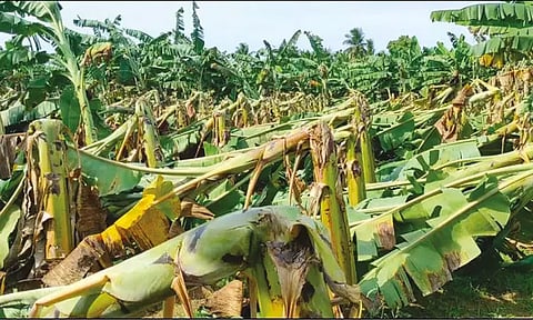 சுழன்றடித்த சூறைக்காற்று: 1,600 ஏக்கர் வாழை, நெற்பயிர்கள் சேதம்