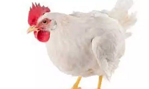 கோழிப்பண்ணையாளர்கள்வெள்ளை கழிச்சல் நோய்க்கு ஊநீர் பரிசோதனை செய்ய வேண்டும் ஆராய்ச்சி நிலையம் அறிவுறுத்தல்