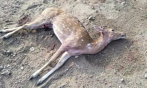 நாய்கள் கடித்ததால் மான் செத்தது