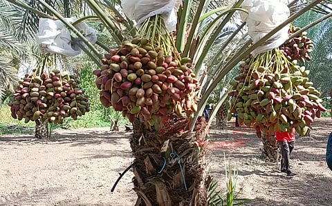 தர்மபுரி அருகே பேரீச்சை அறுவடை தொடங்கியது; உள்ளூர் வியாபாரிகள் போட்டி போட்டு வாங்கினர்