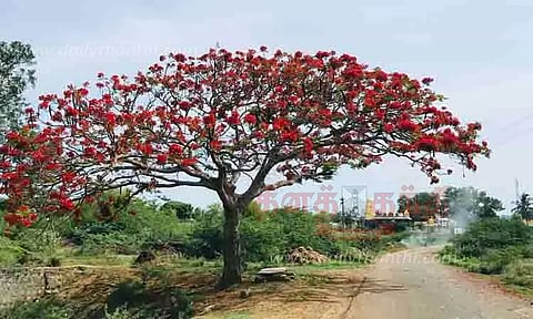 பூத்துக்குலுங்கும் கொன்றை மரம்