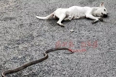 தலைவாசலில் பரபரப்பு:நாயும், பாம்பும் ஒன்றுக்கொன்று சண்டையிட்டு செத்தன-6 பேரை கடித்து குதறிய நாய் இறந்ததால் மக்கள் நிம்மதி