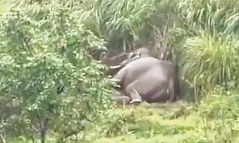 வனப்பகுதியில் அயர்ந்து தூங்கிய அரிக்கொம்பன் யானை