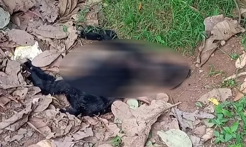 நாய்கள் கடித்து 5 ஆடுகள் செத்தன