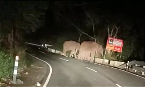 கோத்தகிரி- மேட்டுப்பாளையம் சாலையில் குட்டியுடன் உலா வந்த காட்டுயானைகள்