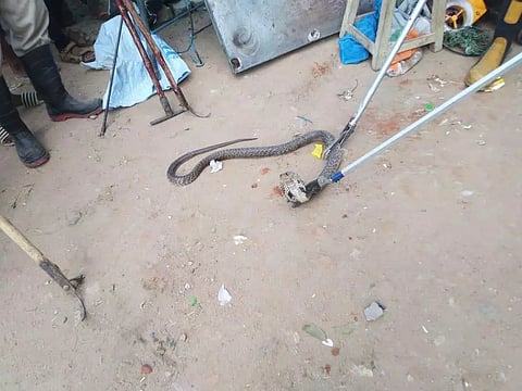போடியில் பழைய இரும்பு கடைக்குள் புகுந்த பாம்புகள்