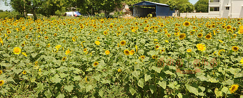 பூத்துக்குலுங்கும் சூரியகாந்தி பூக்கள்